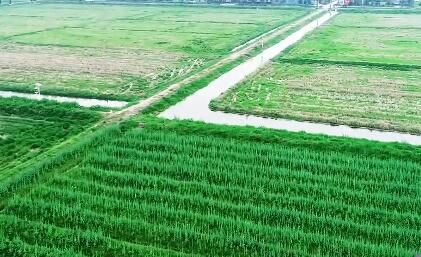 湖南株洲市公布了2021年擬高標準農(nóng)田建設項目